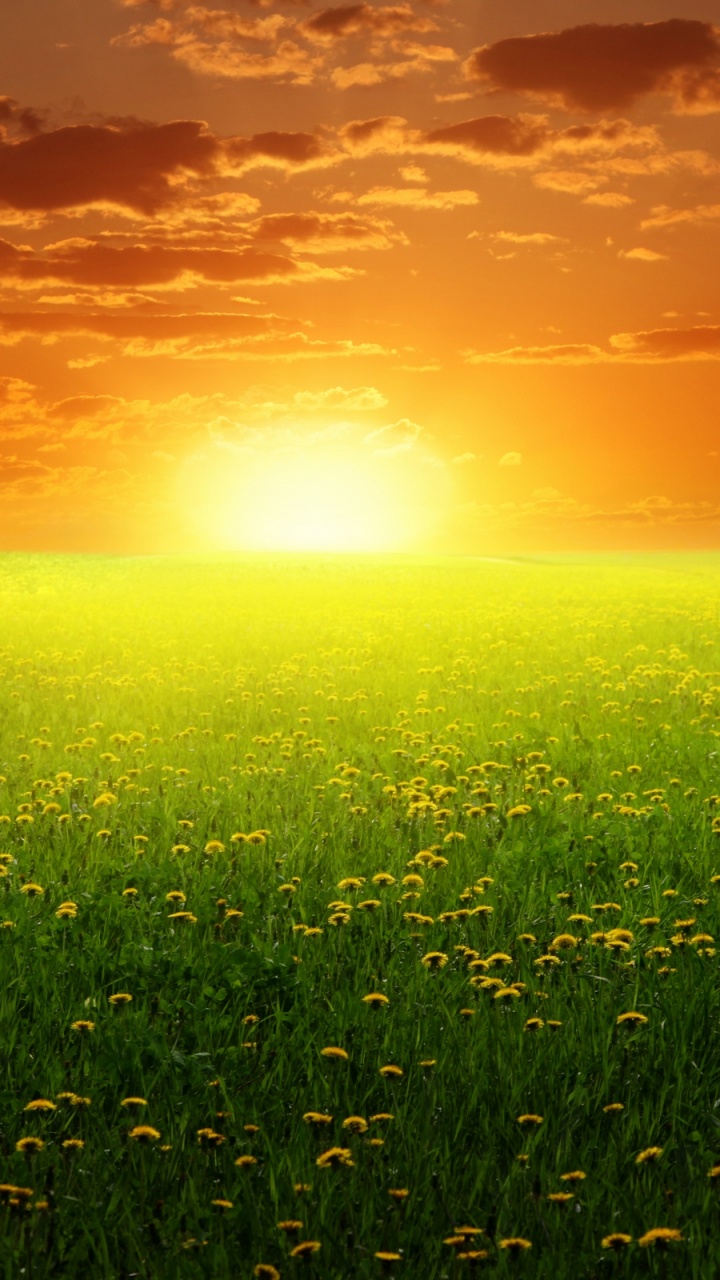 Green Grass Field During Sunset. Wallpaper in 720x1280 Resolution