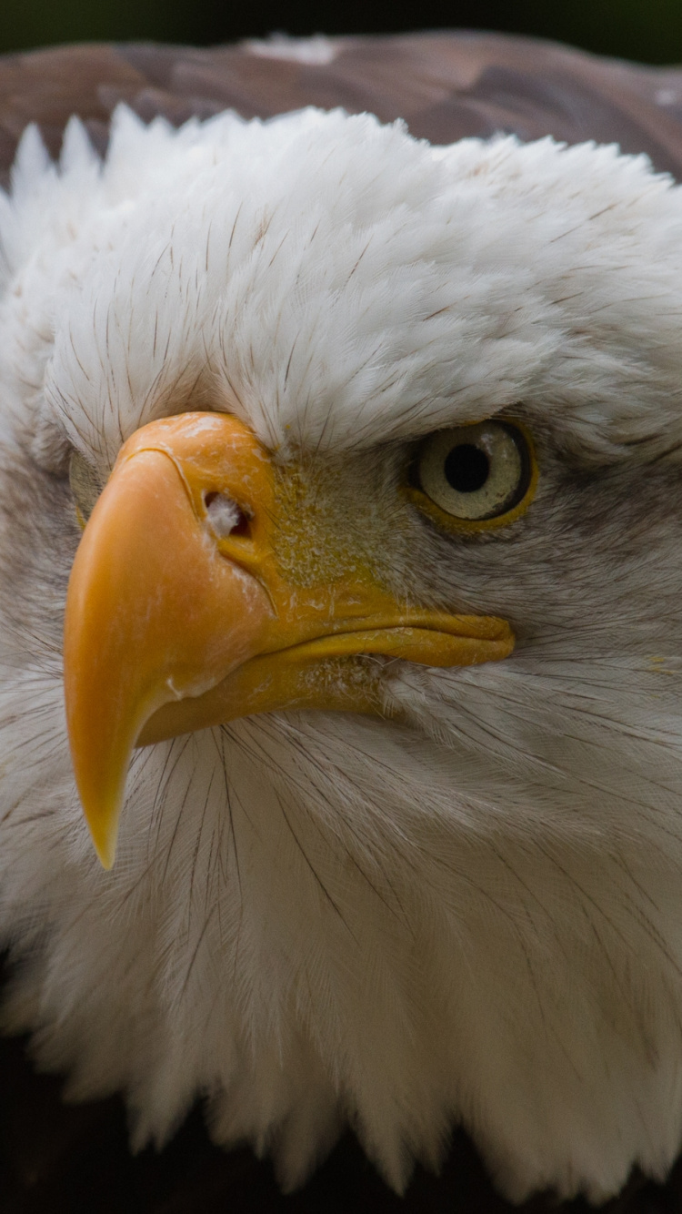 White and Brown Eagle Head. Wallpaper in 750x1334 Resolution