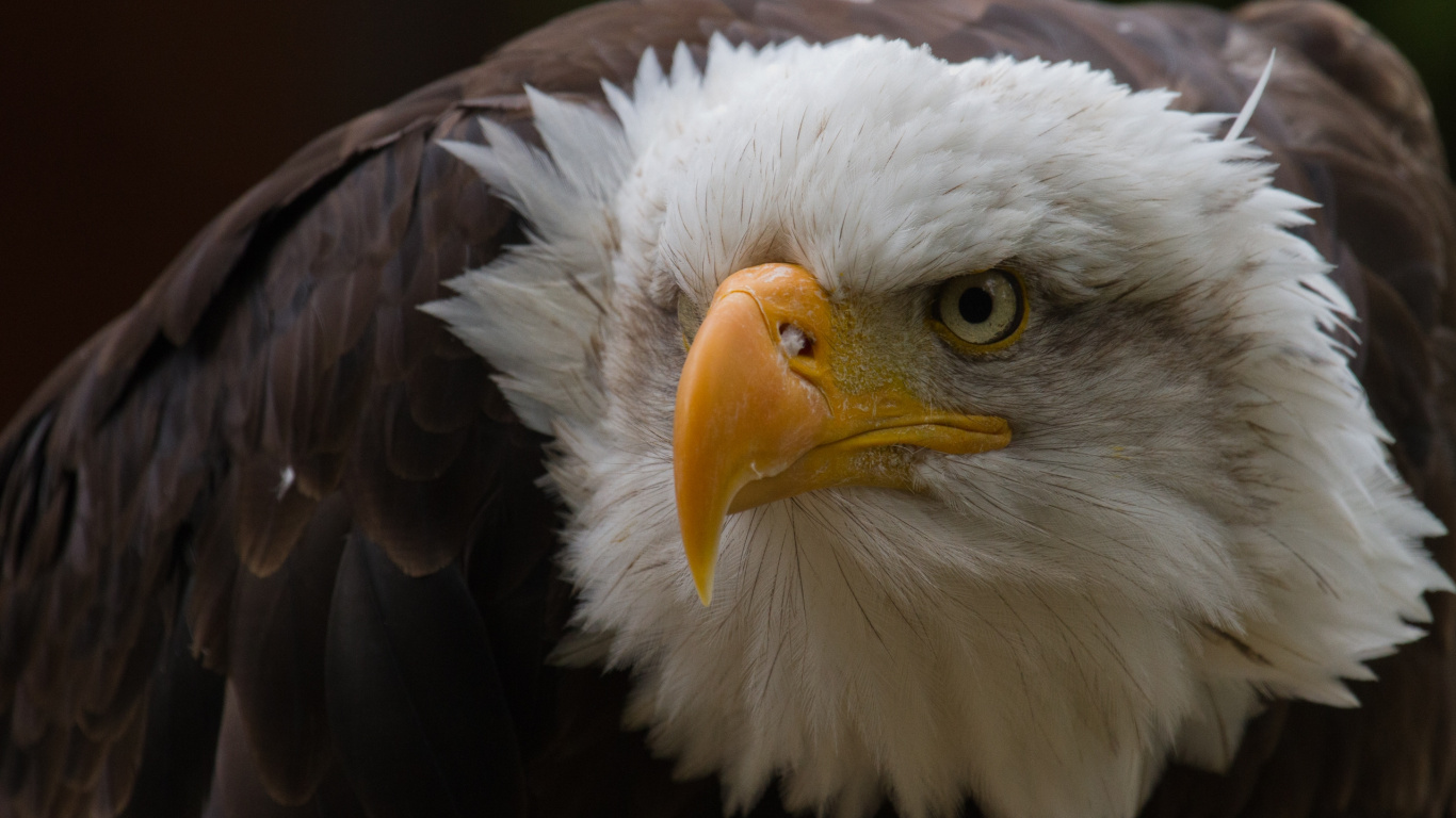 Tête D'aigle Blanche et Brune. Wallpaper in 1366x768 Resolution