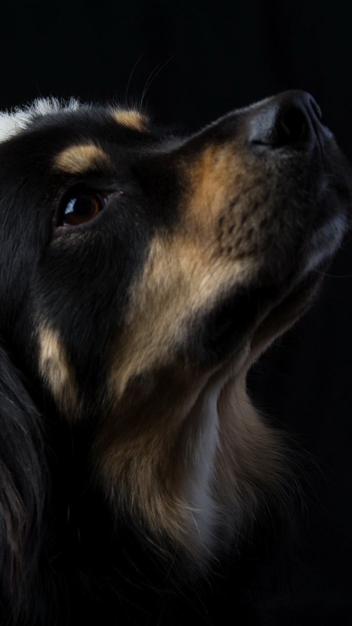 Noir et Feu Manteau Court Chien de Taille Moyenne Portant un Bonnet de Noel. Wallpaper in 720x1280 Resolution