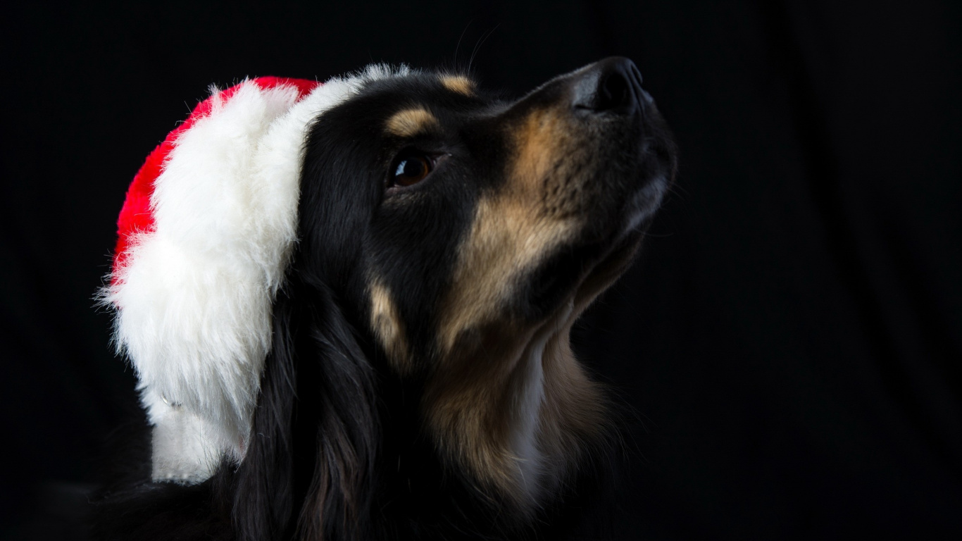 Schwarz-brauner Kurzmantel Mittelgroßer Hund Mit Weihnachtsmütze. Wallpaper in 1366x768 Resolution