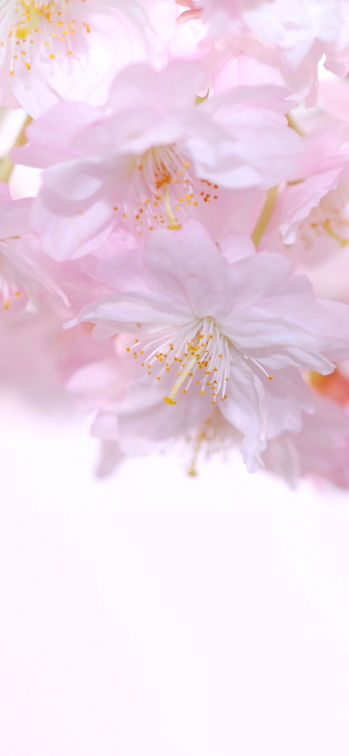 Fleurs Roses et Blanches en Objectif Macro. Wallpaper in 1125x2436 Resolution