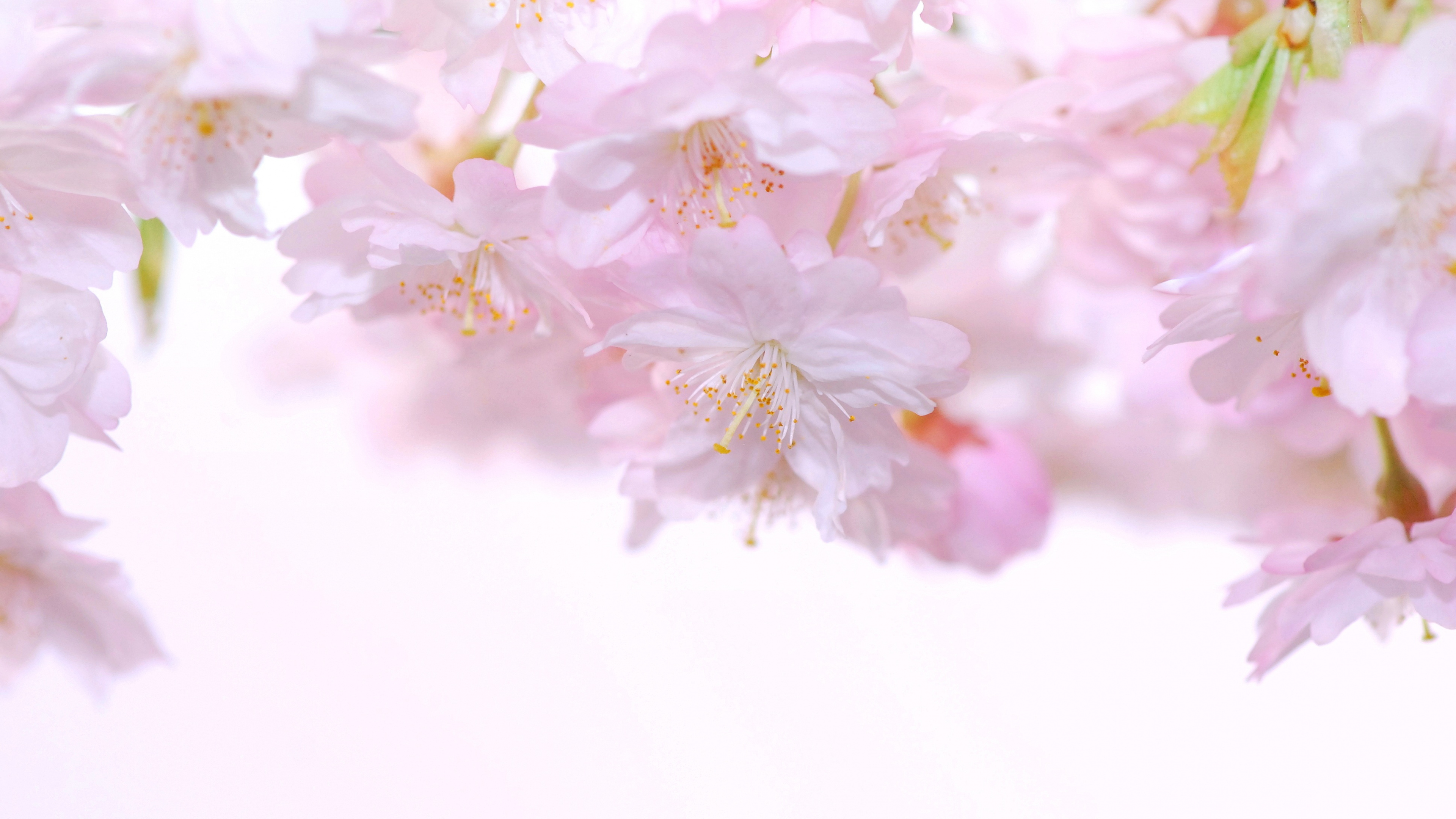 Fleurs Roses et Blanches en Objectif Macro. Wallpaper in 3840x2160 Resolution