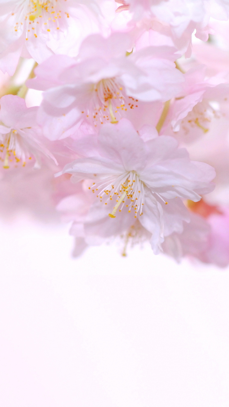 Pink and White Flowers in Macro Lens. Wallpaper in 750x1334 Resolution