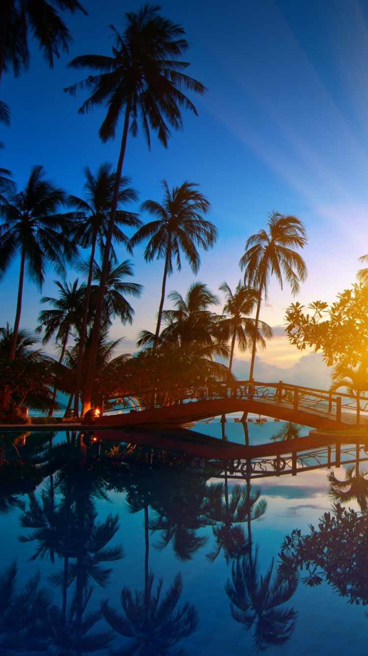 Palm Trees Near Swimming Pool During Sunset. Wallpaper in 750x1334 Resolution