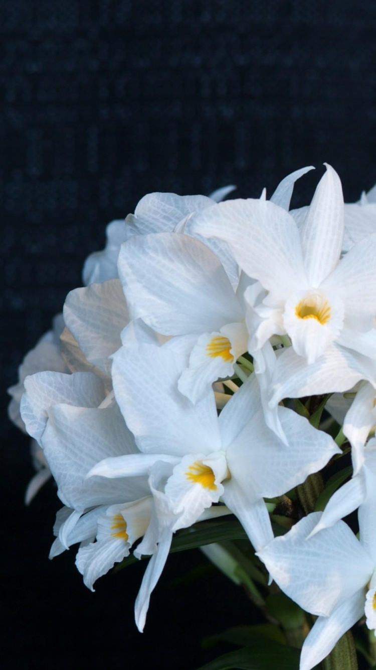 White Flowers With Green Leaves. Wallpaper in 750x1334 Resolution