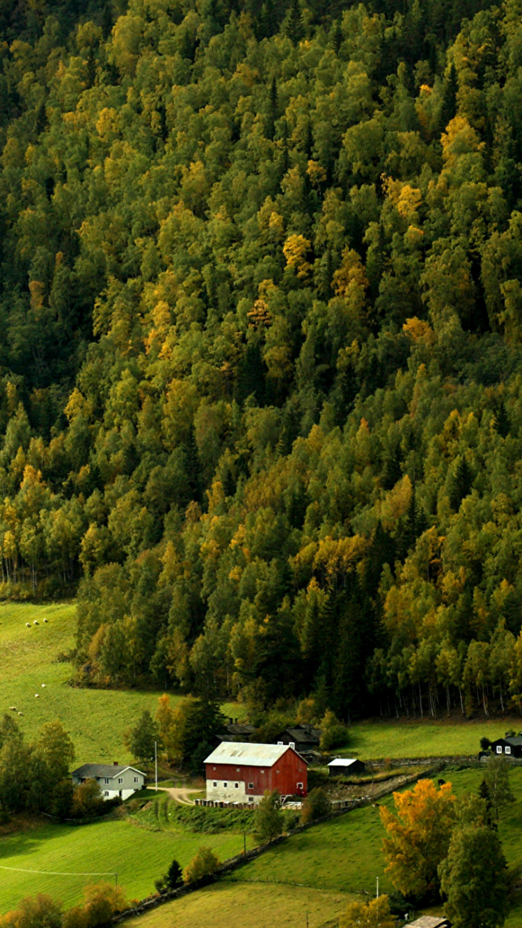 Grüne Wiese Und Bäume. Wallpaper in 750x1334 Resolution