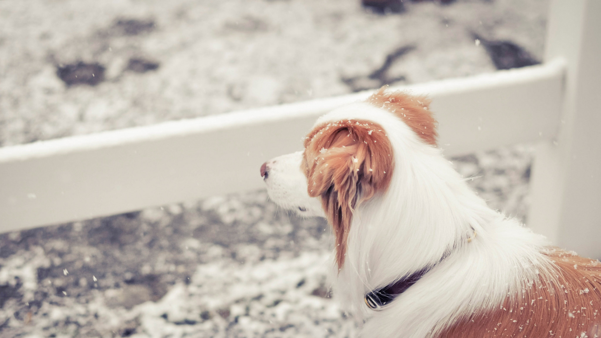 White and Brown Short Coated Dog on Snow Covered Ground During Daytime. Wallpaper in 1920x1080 Resolution
