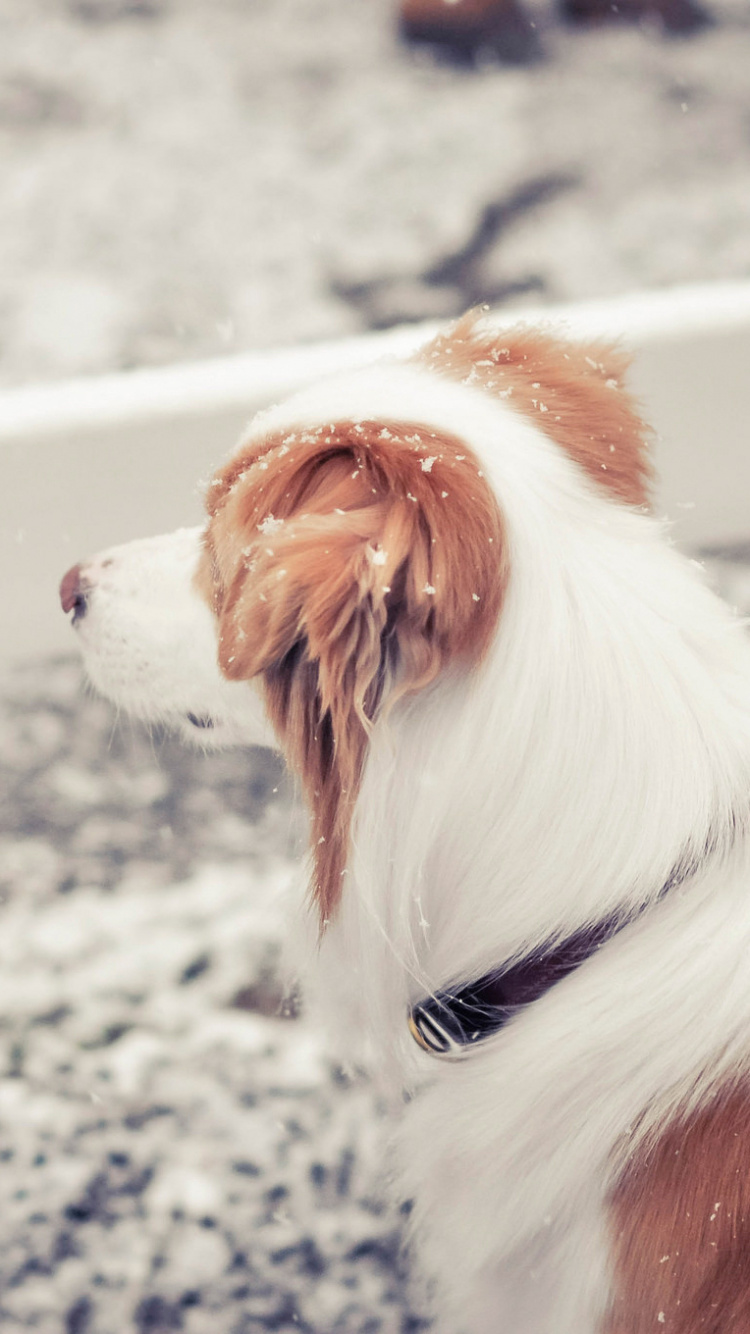White and Brown Short Coated Dog on Snow Covered Ground During Daytime. Wallpaper in 750x1334 Resolution