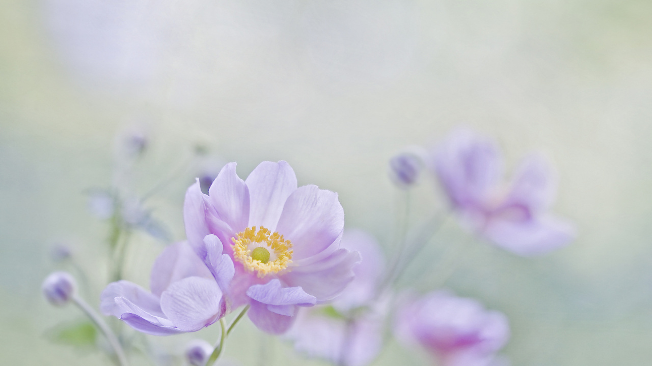 显花植物, 淡紫色的, 弹簧, 紫罗兰色, 野花 壁纸 1280x720 允许
