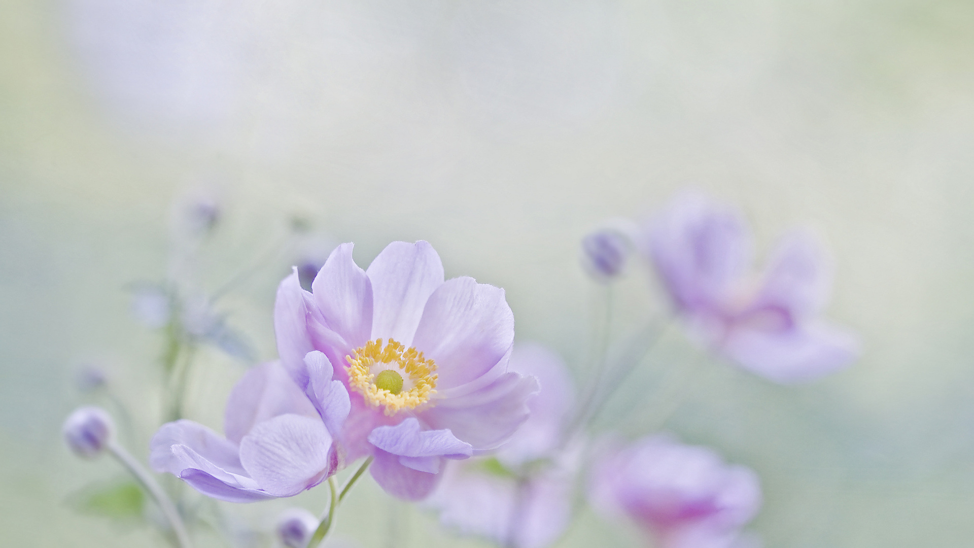显花植物, 淡紫色的, 弹簧, 紫罗兰色, 野花 壁纸 1920x1080 允许