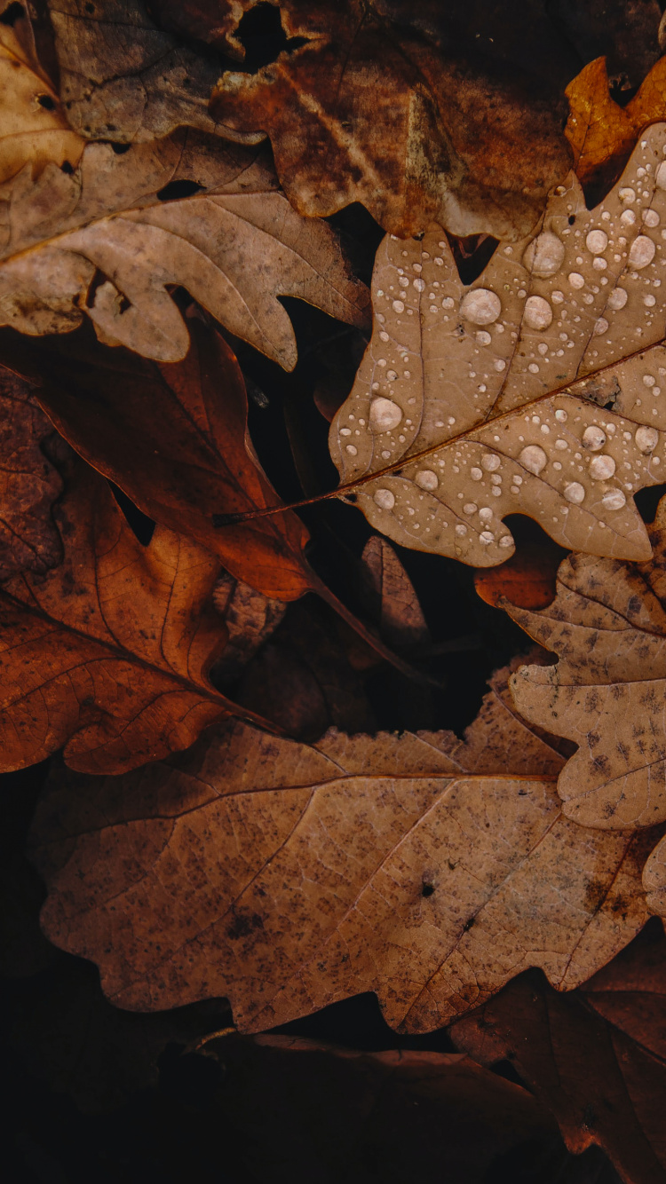 Árboles de Otoño Marrón, Sucursal, de Colores, Morena, Ramita. Wallpaper in 750x1334 Resolution