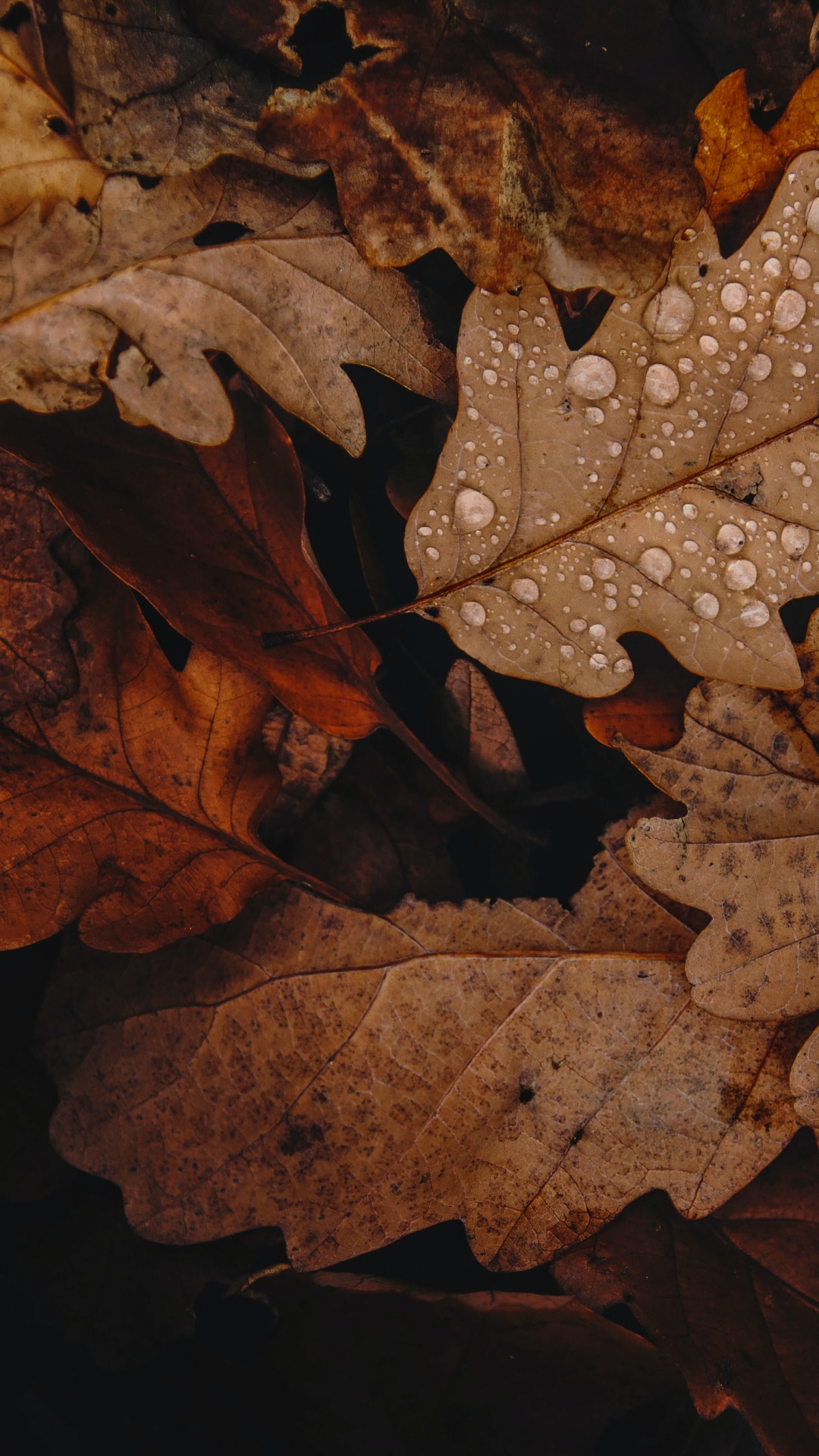 Arbres D'automne Brun, Feuille, Color, Brown, Rameau. Wallpaper in 1080x1920 Resolution
