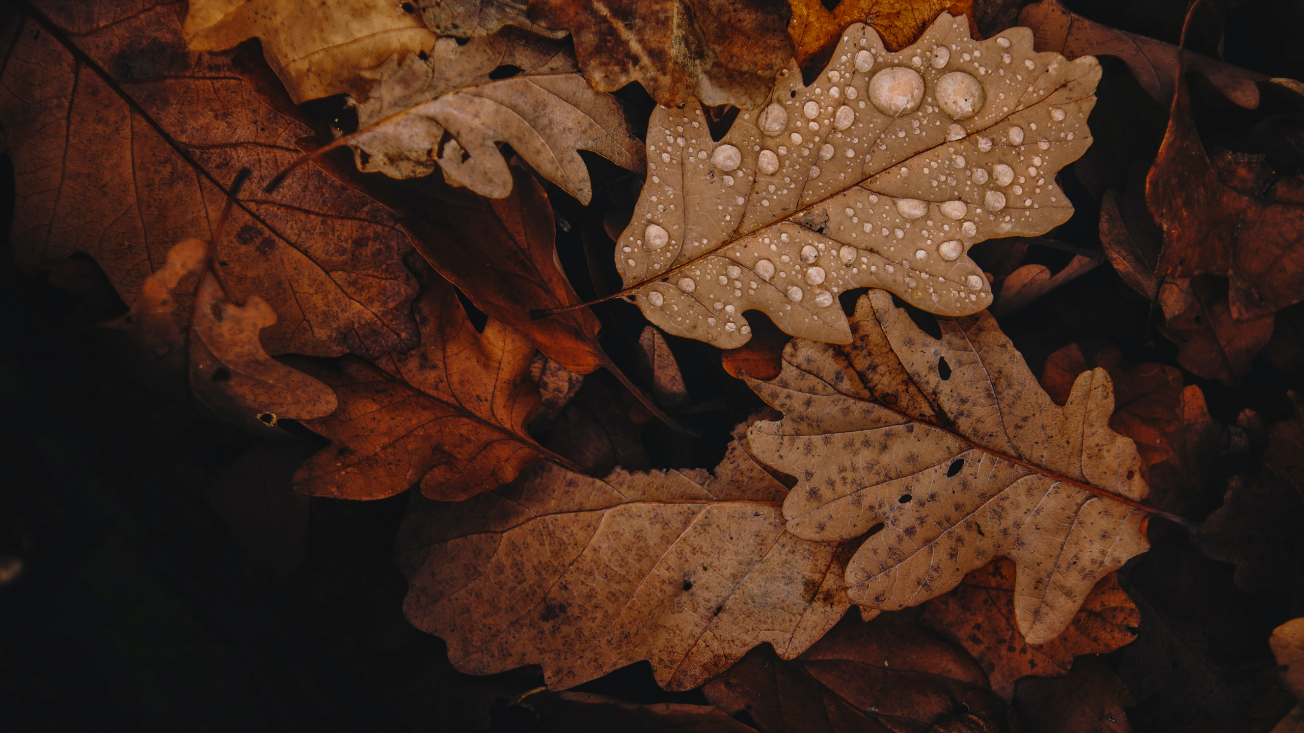 Fall Trees Brown, Autumn, Leaf, Tree, Branch. Wallpaper in 2560x1440 Resolution