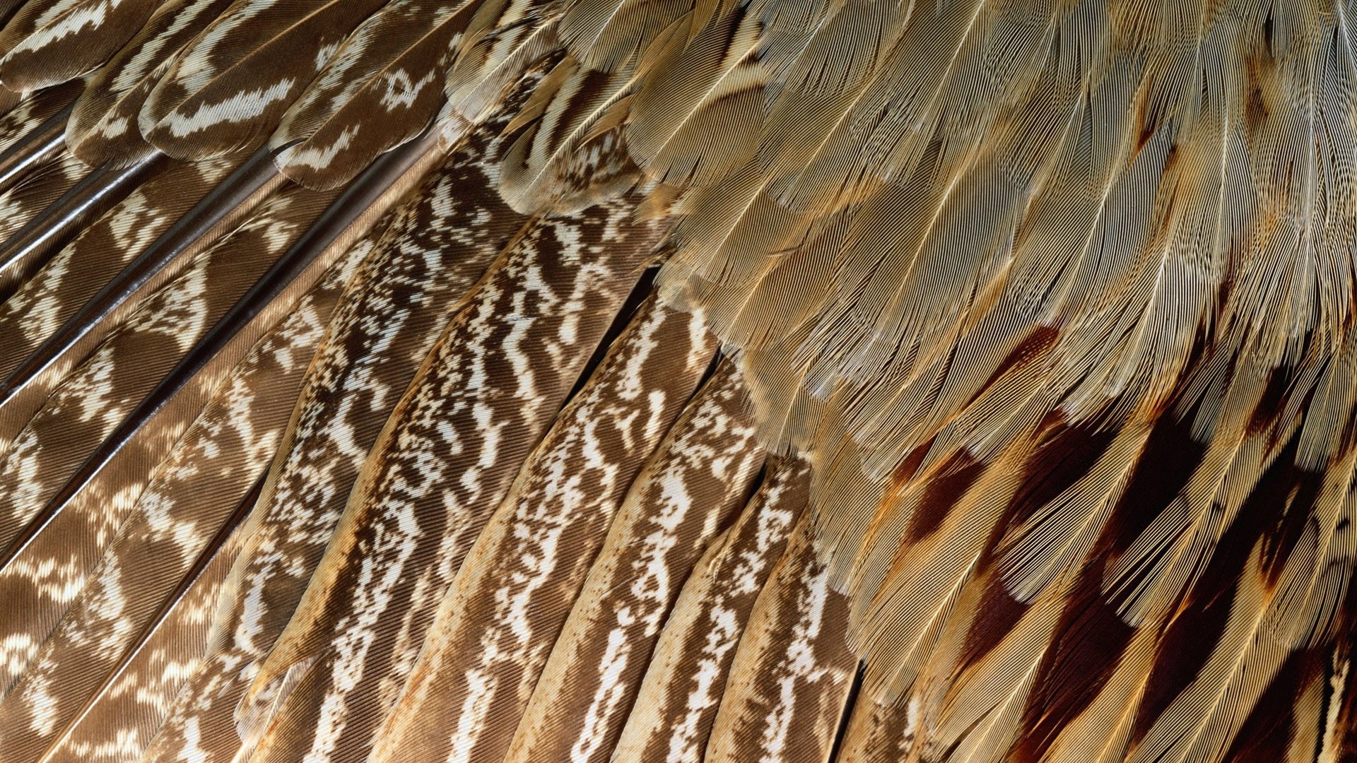 Brown and White Bird Feather. Wallpaper in 1920x1080 Resolution