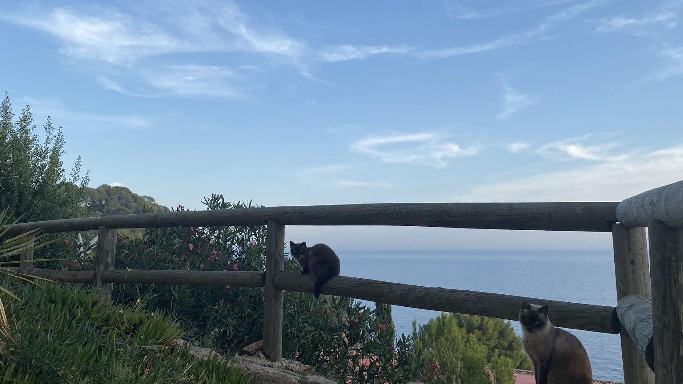 Immobilie, Plantage, Mehrjährige Pflanze. Wallpaper in 1366x768 Resolution