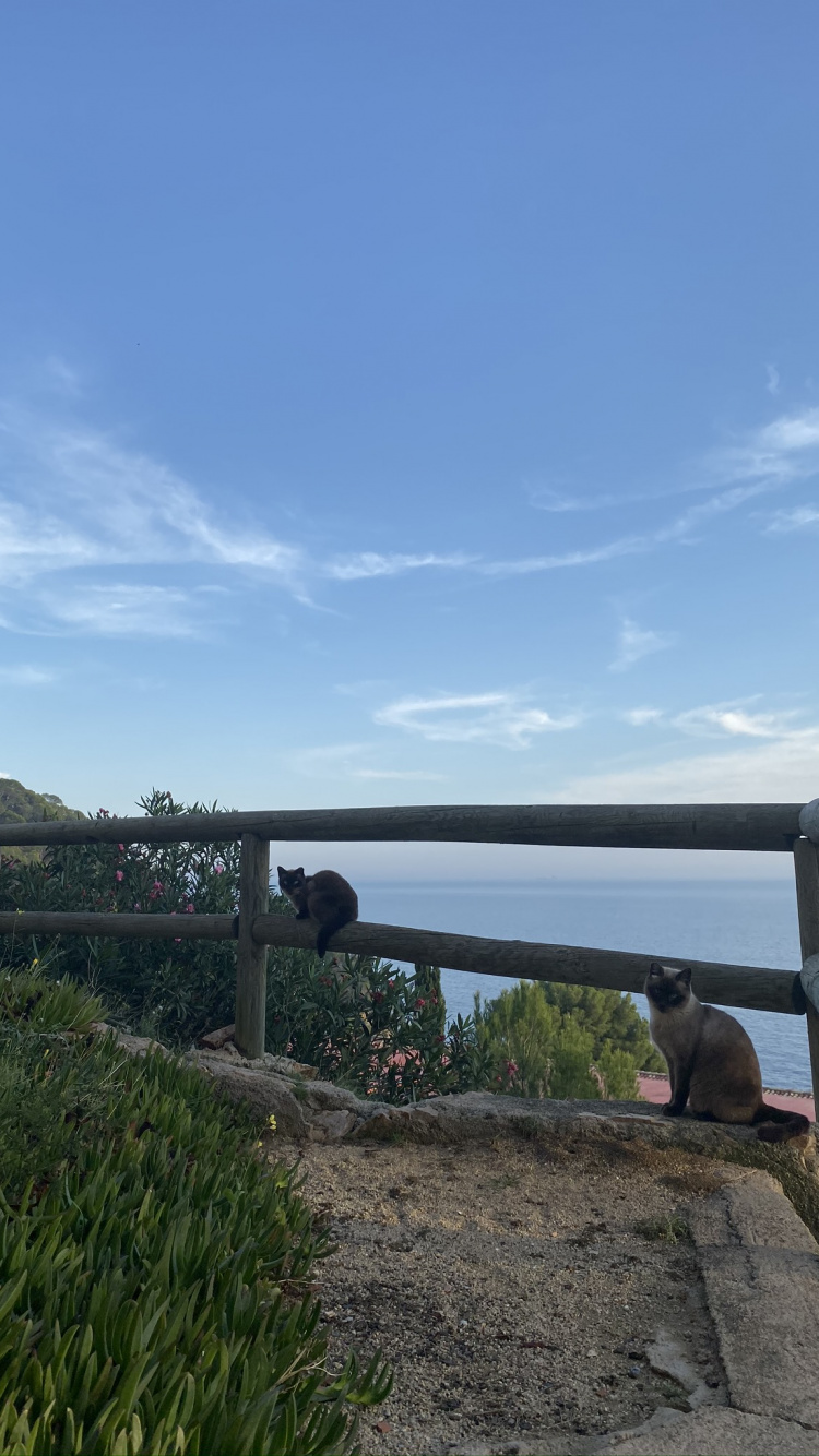 Immobilie, Plantage, Mehrjährige Pflanze. Wallpaper in 750x1334 Resolution