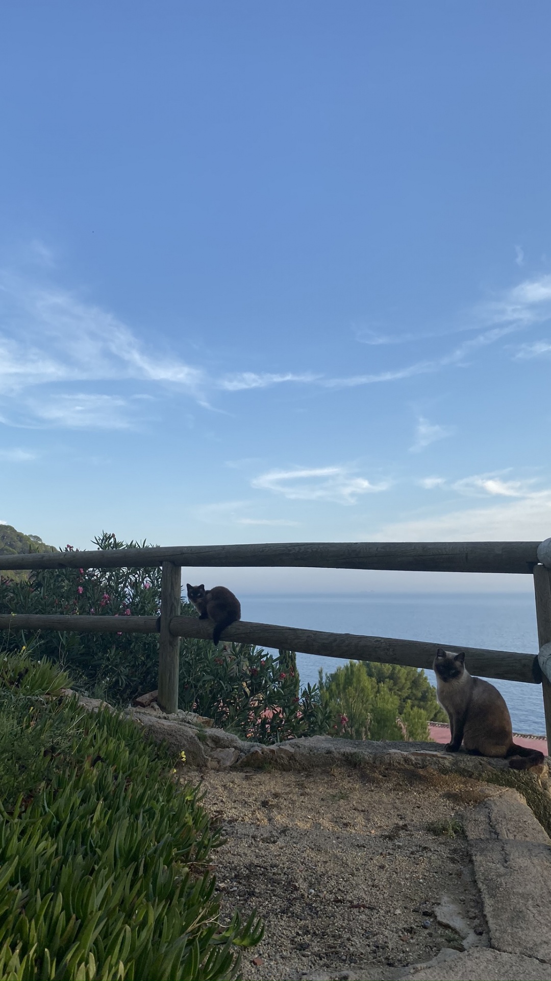 Immobilier, Plantation, Plante Vivace. Wallpaper in 1080x1920 Resolution