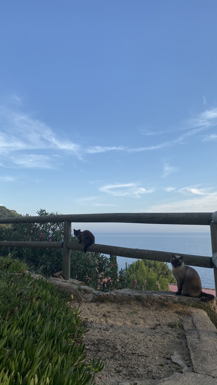 Real Estate, Plantation, Perennial Plant. Wallpaper in 720x1280 Resolution