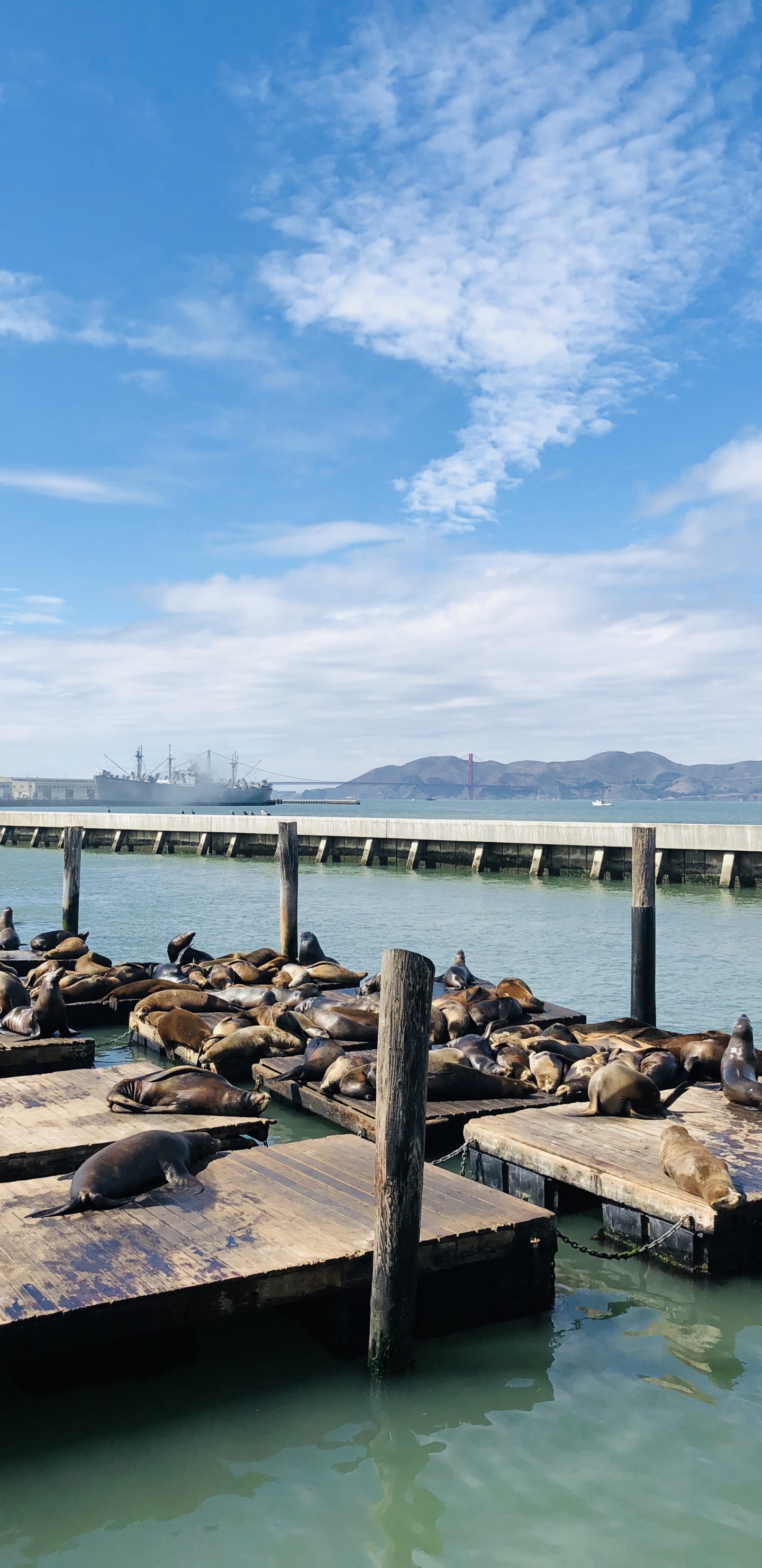 Muelle, San Francisco, Mar, Agua, Puente. Wallpaper in 1440x2960 Resolution
