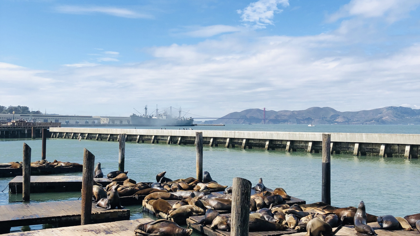 Pier, San Francisco, Meer, Wasser, Cloud. Wallpaper in 1366x768 Resolution