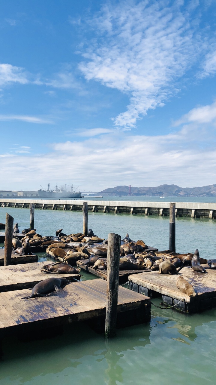Pier, San Francisco, Mer, Eau, Pont. Wallpaper in 720x1280 Resolution