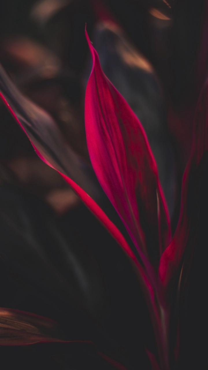 Flower, Petal, Terrestrial Plant, Magenta, Tints and Shades. Wallpaper in 720x1280 Resolution