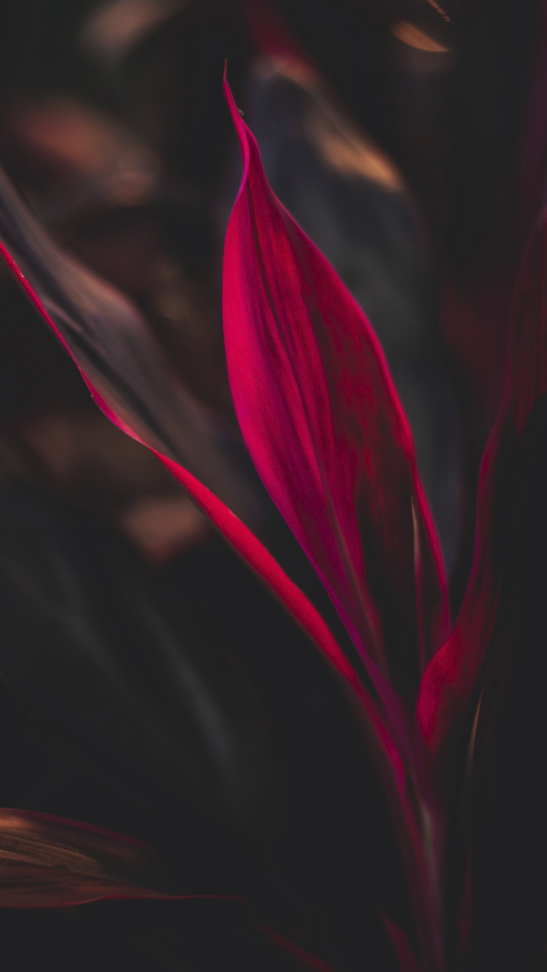 Pétale, Plante Terrestre, Magenta, de Teintes et de Nuances, la Floraison de la Plante. Wallpaper in 1080x1920 Resolution