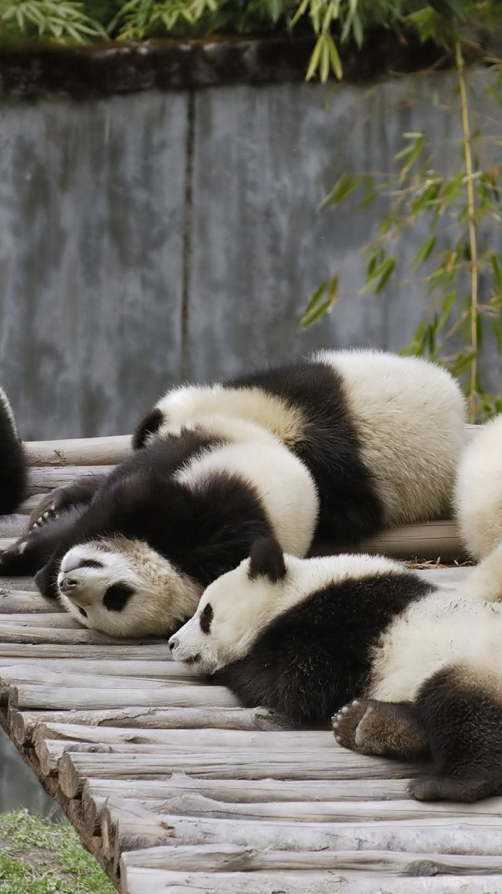 Weißer Und Schwarzer Panda Auf Braunem Holzzaun. Wallpaper in 720x1280 Resolution