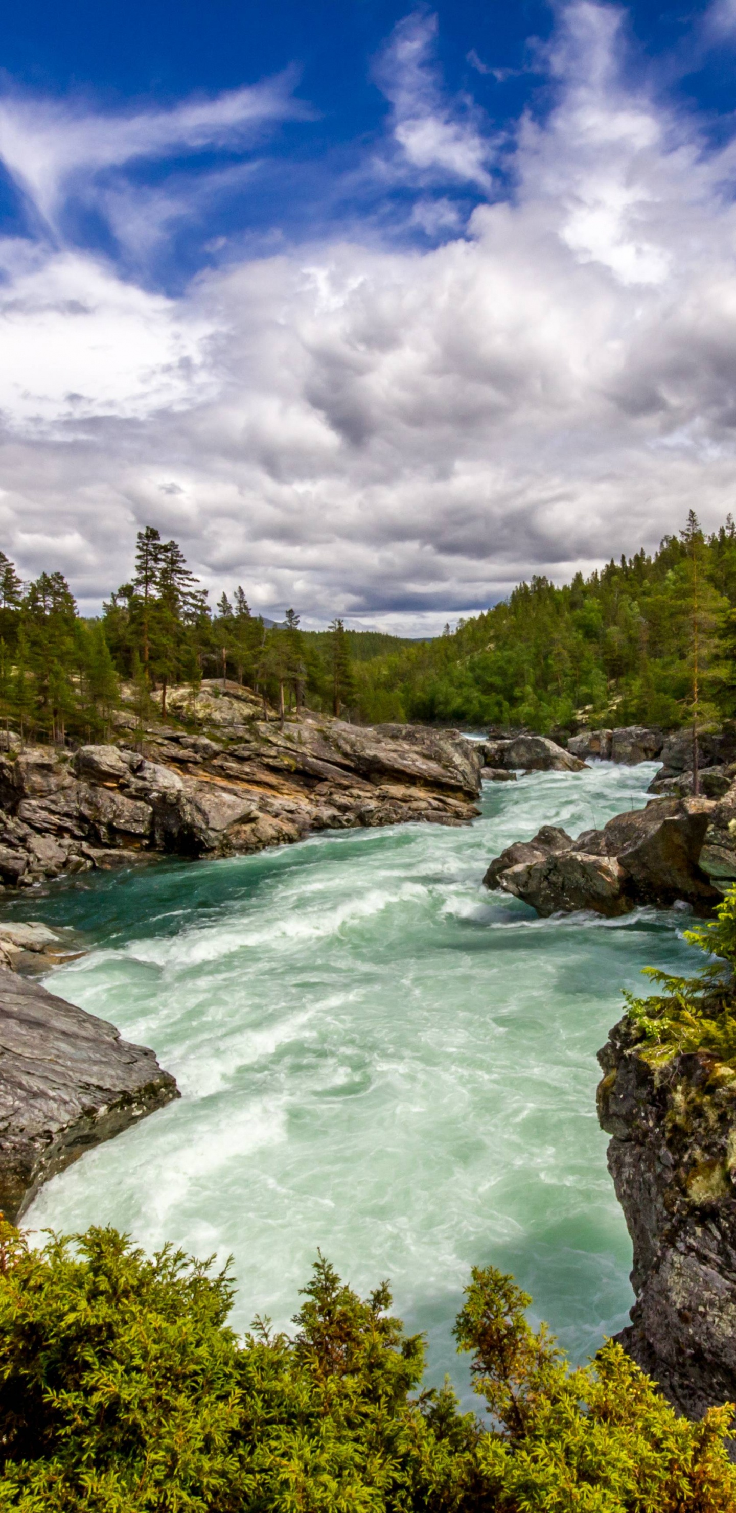 Grüne Bäume Neben Dem Fluss Unter Blauem Himmel Tagsüber. Wallpaper in 1440x2960 Resolution