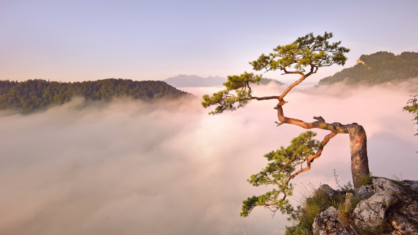 Green Tree on Mountain During Daytime. Wallpaper in 1366x768 Resolution