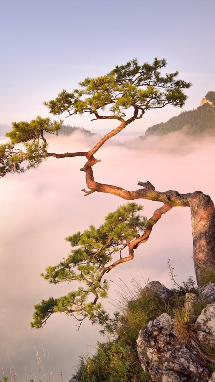 Green Tree on Mountain During Daytime. Wallpaper in 720x1280 Resolution