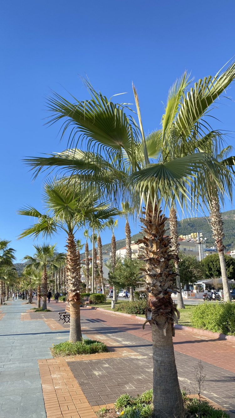 Coco, Biologie, la Journée, Végétation, Plante Terrestre. Wallpaper in 750x1334 Resolution