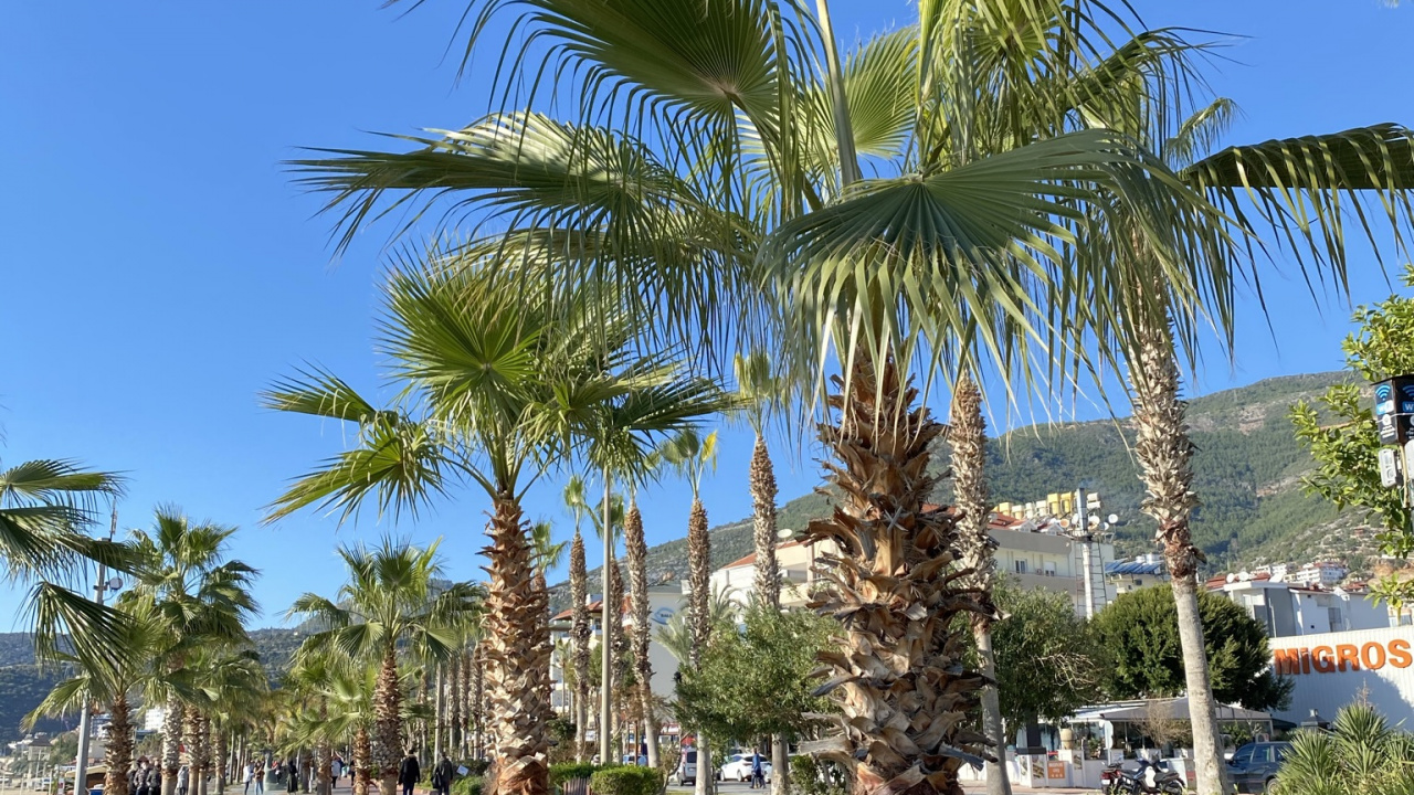 Kokosnuss, Biologie, Tageszeit, Baum, Vegetation. Wallpaper in 1280x720 Resolution