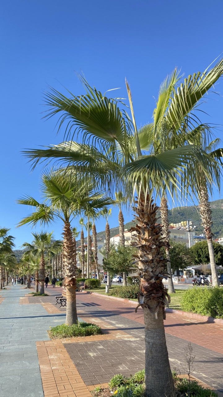 Kokosnuss, Biologie, Tageszeit, Baum, Vegetation. Wallpaper in 720x1280 Resolution