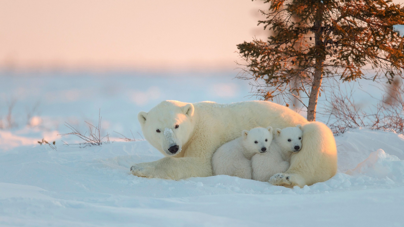 Polar Bear on Snow Covered Ground During Daytime. Wallpaper in 1366x768 Resolution