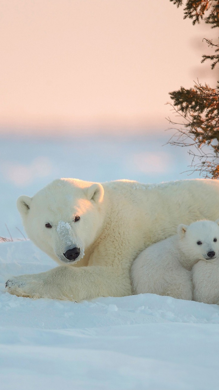 Polar Bear on Snow Covered Ground During Daytime. Wallpaper in 750x1334 Resolution