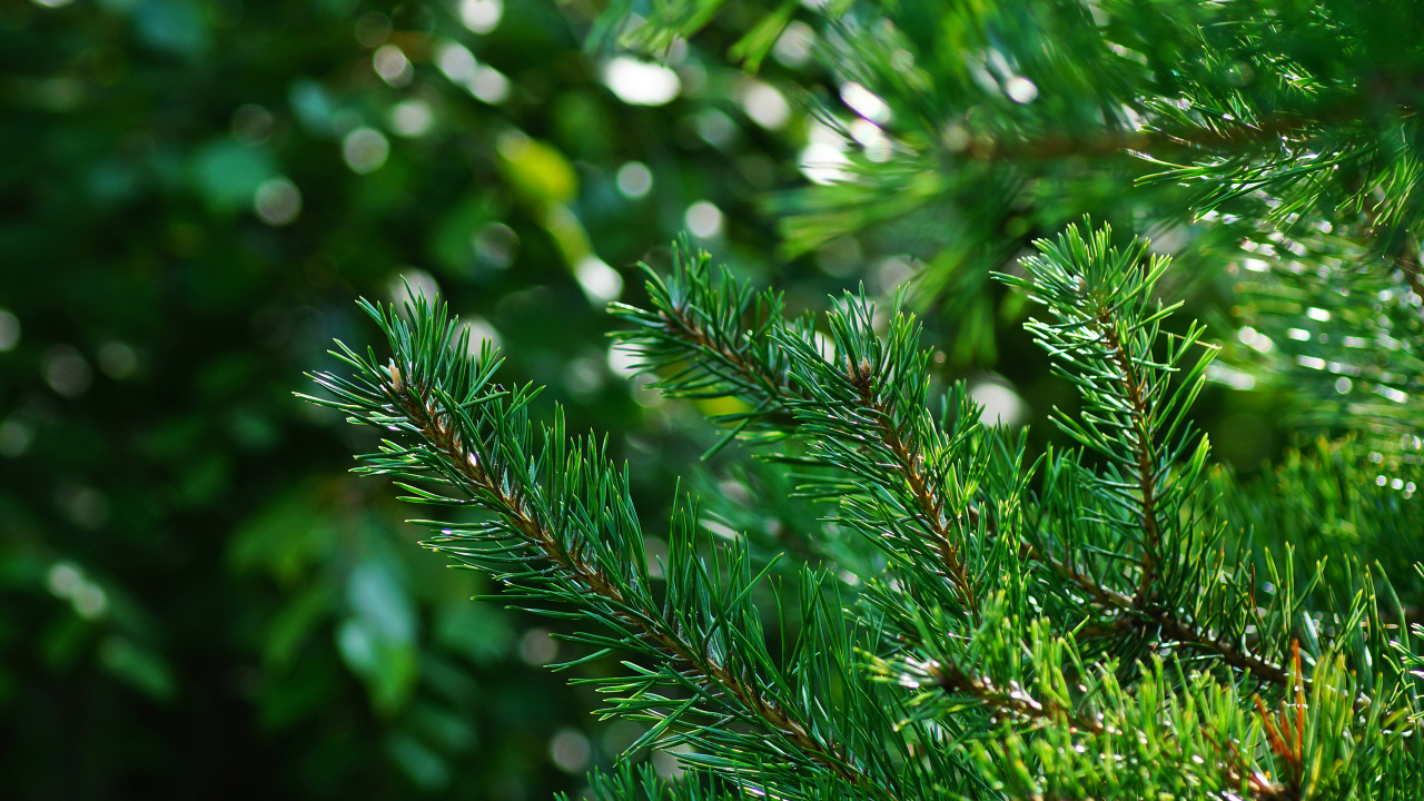 Green Pine Tree Leaves in Close up Photography. Wallpaper in 1280x720 Resolution