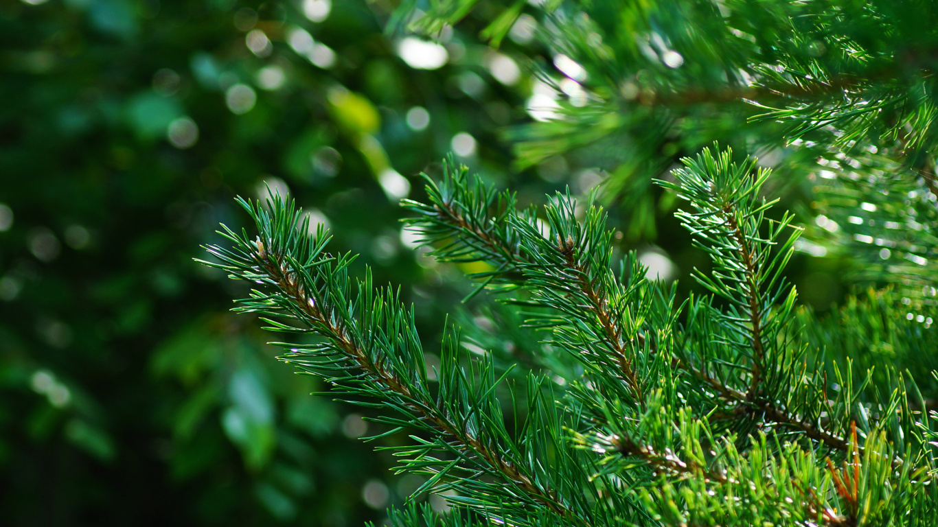 Green Pine Tree Leaves in Close up Photography. Wallpaper in 1366x768 Resolution