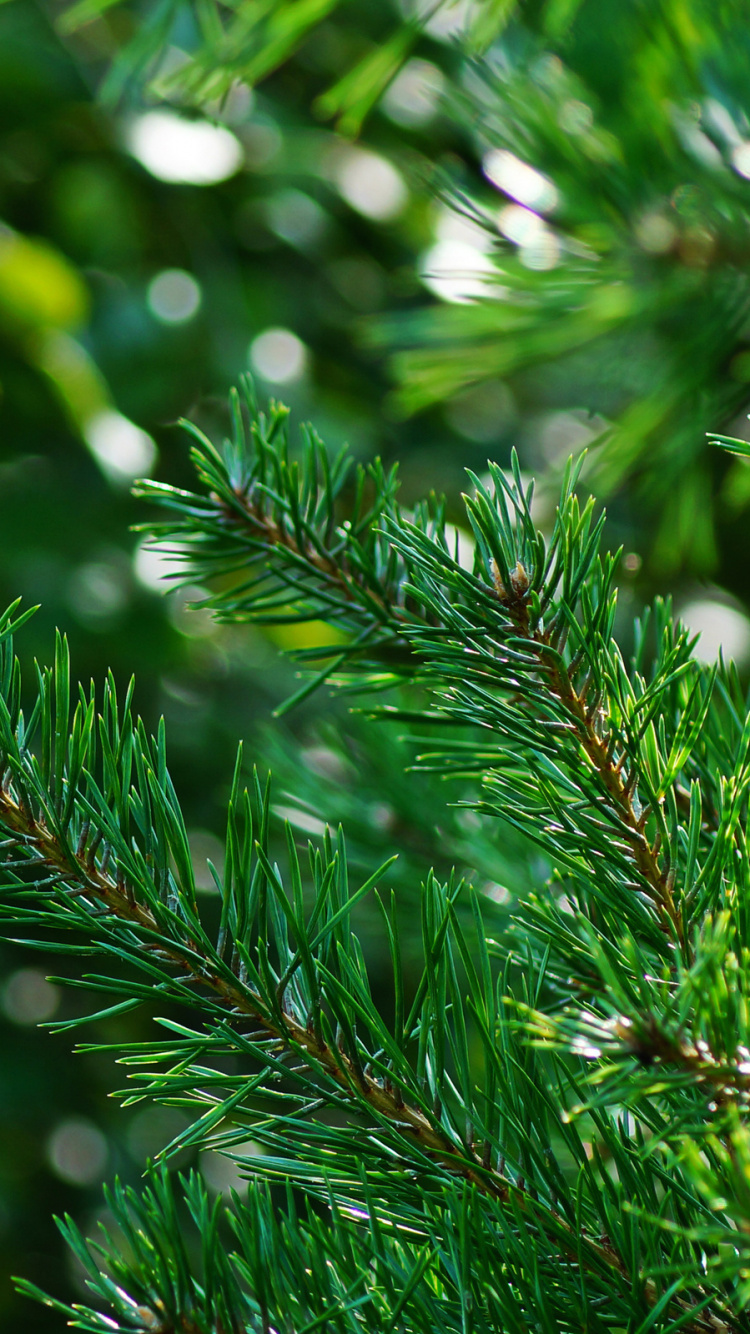 Green Pine Tree Leaves in Close up Photography. Wallpaper in 750x1334 Resolution