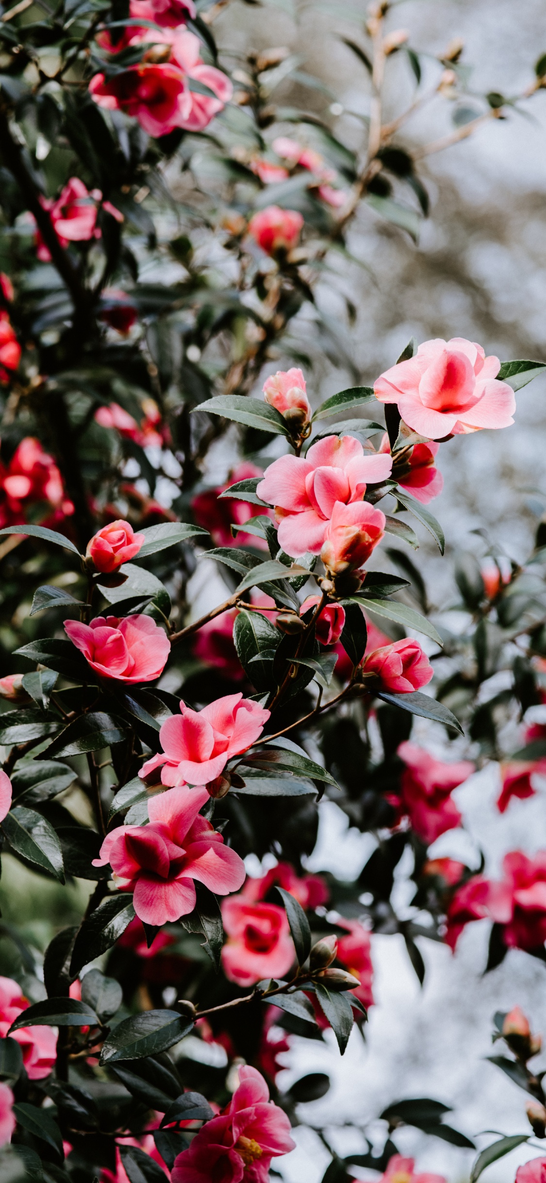 Red and White Flowers in Tilt Shift Lens. Wallpaper in 1125x2436 Resolution