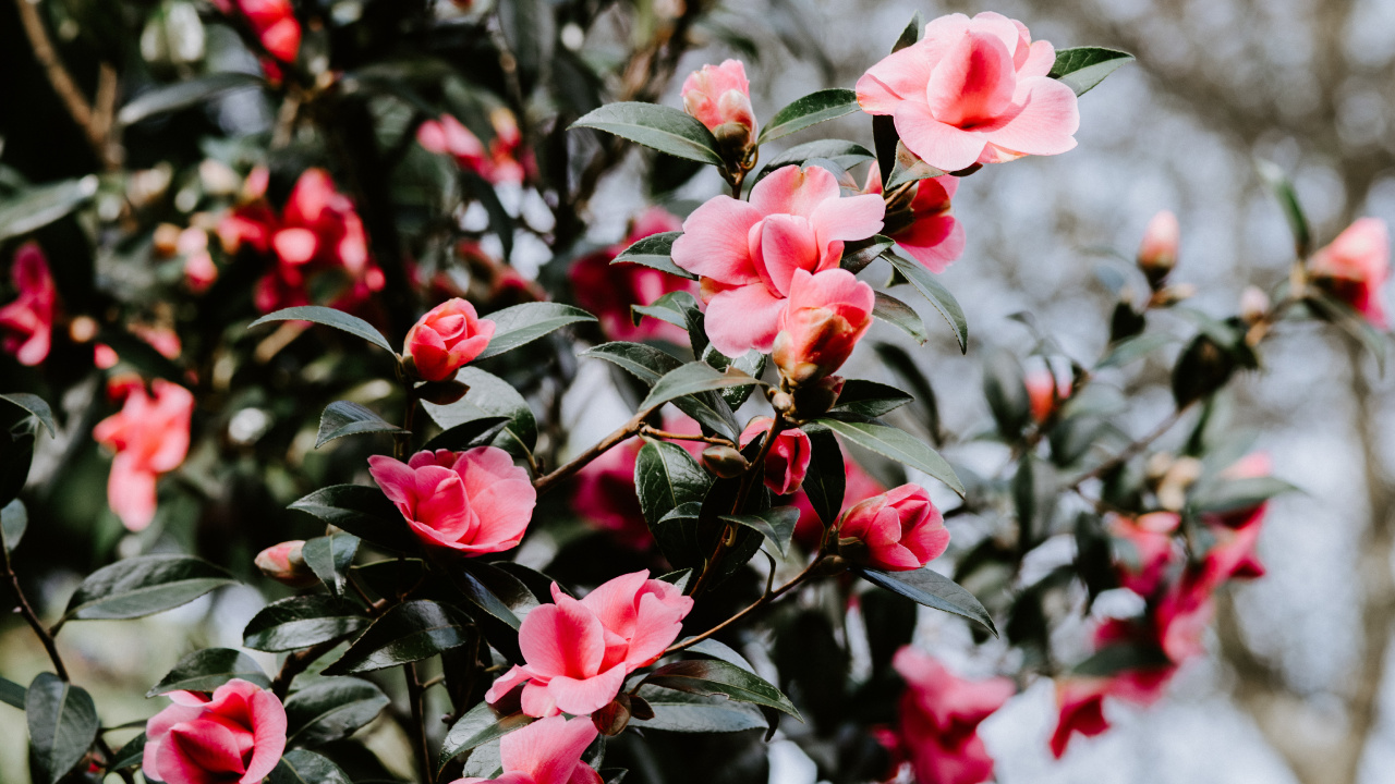 Red and White Flowers in Tilt Shift Lens. Wallpaper in 1280x720 Resolution