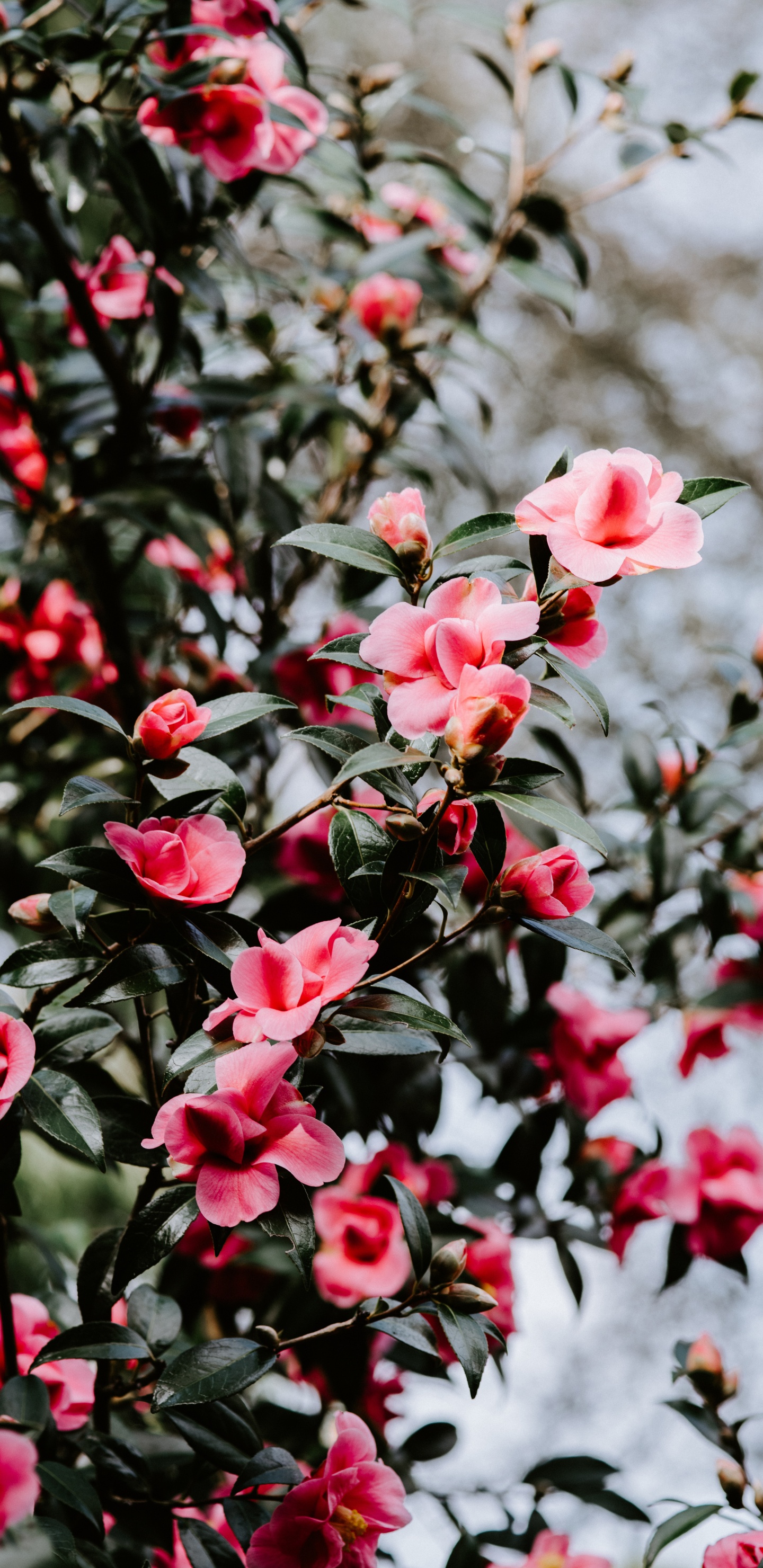 Red and White Flowers in Tilt Shift Lens. Wallpaper in 1440x2960 Resolution