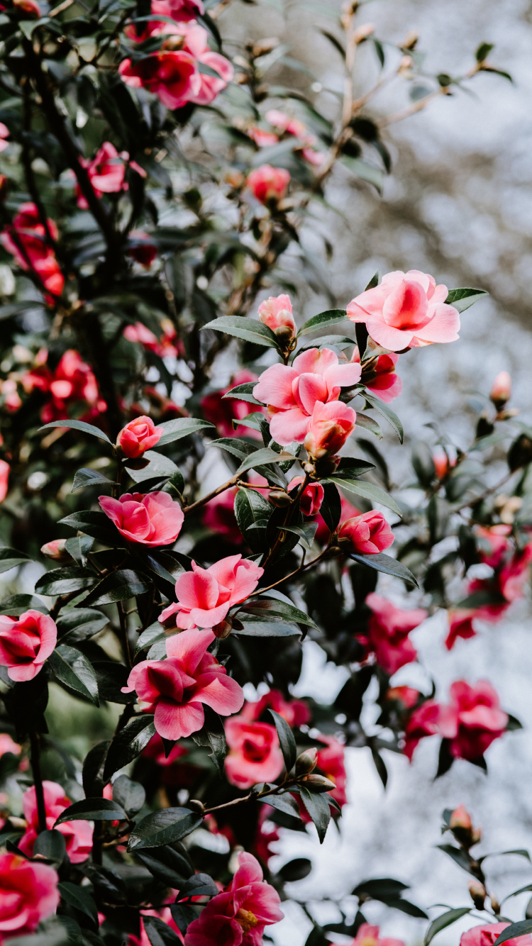 Red and White Flowers in Tilt Shift Lens. Wallpaper in 750x1334 Resolution