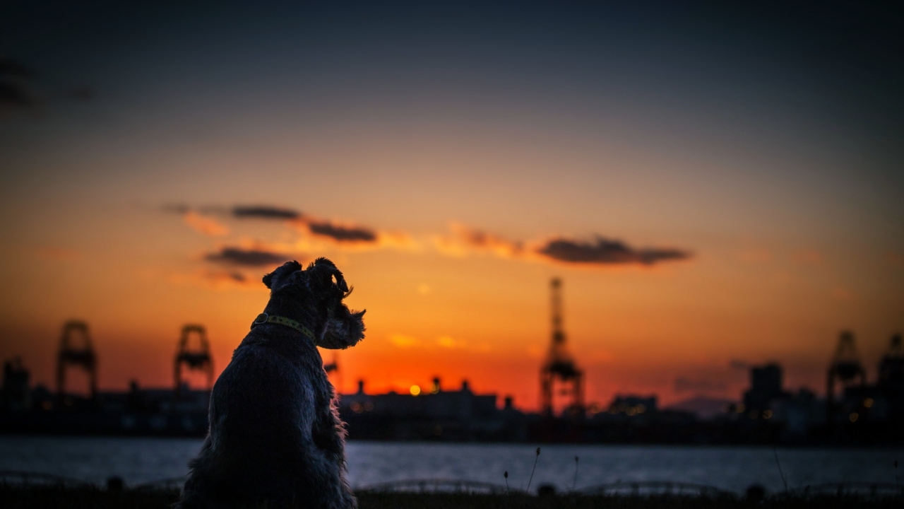 Perro de Pelaje Corto Negro Sobre Suelo Cubierto de Nieve Durante la Puesta de Sol. Wallpaper in 1280x720 Resolution