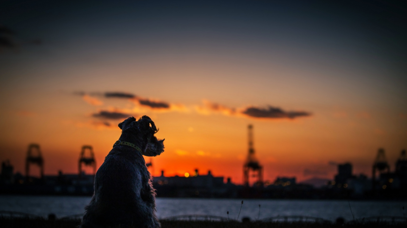 Perro de Pelaje Corto Negro Sobre Suelo Cubierto de Nieve Durante la Puesta de Sol. Wallpaper in 1366x768 Resolution