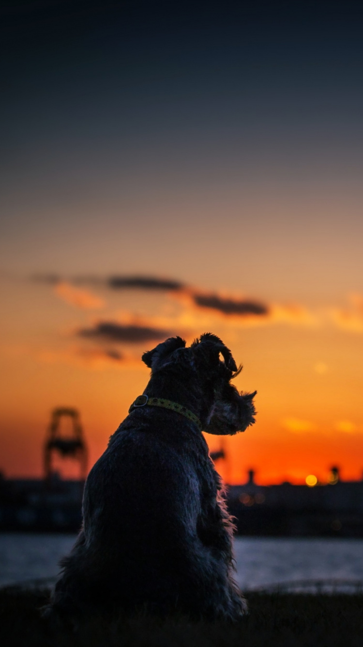 Black Short Coat Dog on Snow Covered Ground During Sunset. Wallpaper in 750x1334 Resolution