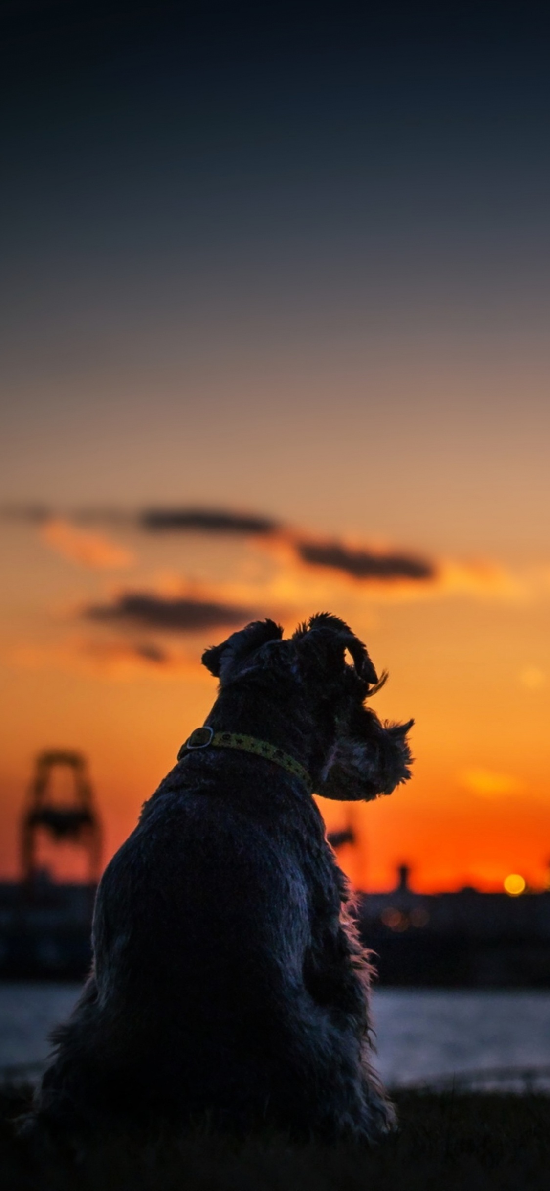 Chien à Poil Court Noir Sur Sol Couvert de Neige Pendant le Coucher du Soleil. Wallpaper in 1125x2436 Resolution