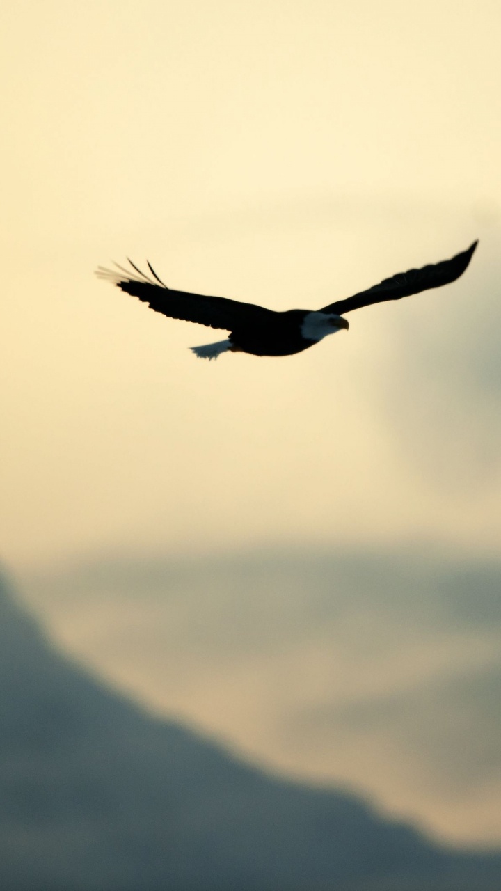 Black Bird Flying Over The Mountain During Daytime. Wallpaper in 720x1280 Resolution