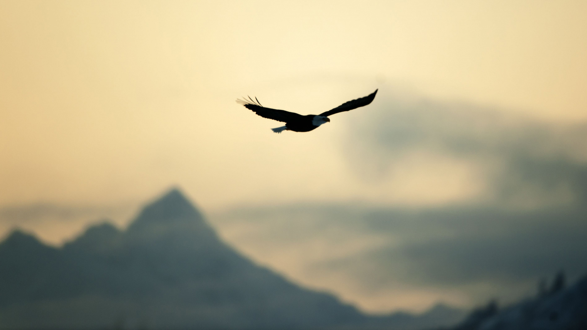 Oiseau Noir Survolant la Montagne Pendant la Journée. Wallpaper in 1920x1080 Resolution